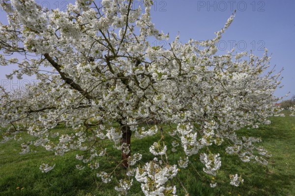 Flowering cherry trees (Prunus avium), Franconia, Bavaria, Germany, Europe