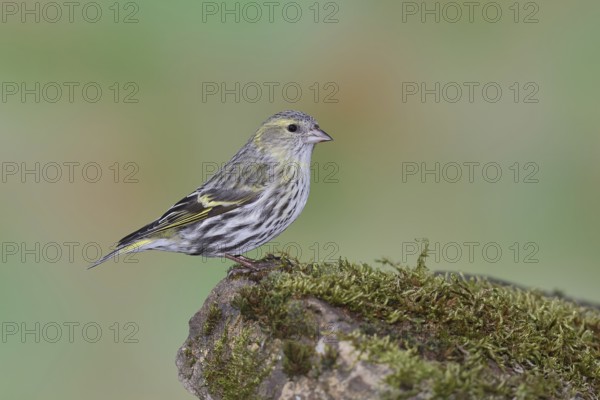 Eurasian siskin (Carduelis spinus), female sitting on moss, mossy ground, Wilnsdorf, North
