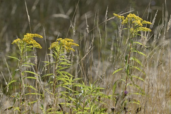 Goldenrod (Solidago) in bloom with raindrops, between true grass (Poaceae), North Rhine-Westphalia,