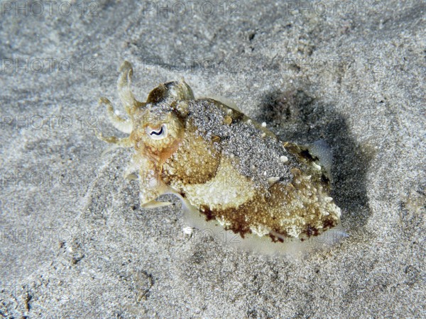 A juvenile Common cuttlefish (Sepia officinalis) changing colour for camouflage. Dive site Playa,