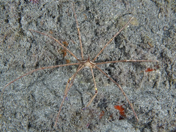 East Atlantic arrow crab (Stenorhynchus lanceolatus) on lava sand. Dive site Playa, Los Cristianos,