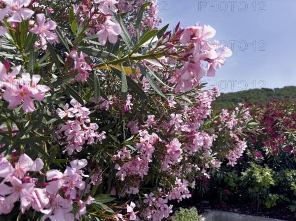 Flowering oleander (Nerium oleander), Italy, Europe