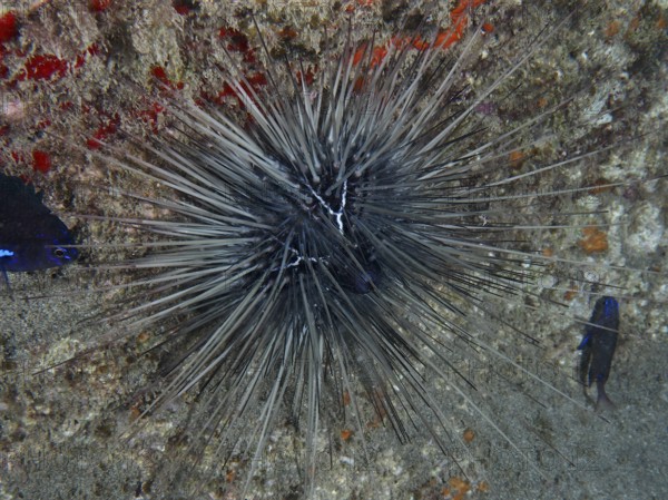 A diadem sea urchin (Diadema antillarum) with long spines sits on a lava rock. Dive site Playa, Los