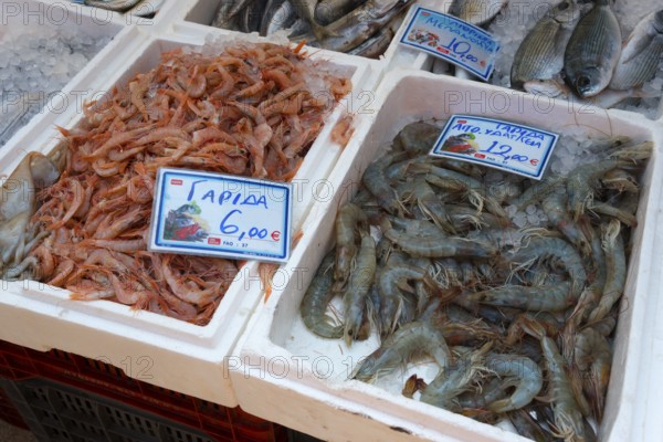 Detailed view of fresh prawns at a fish market. They are displayed in white crates with price tags,