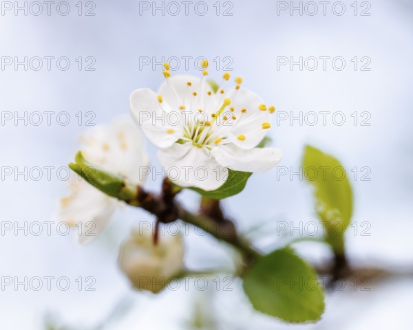 Blossom plum tree, Germany, Europe