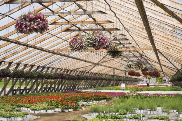 Horticultural worker in greenhouse watering plants that include purple, mauve, white and red