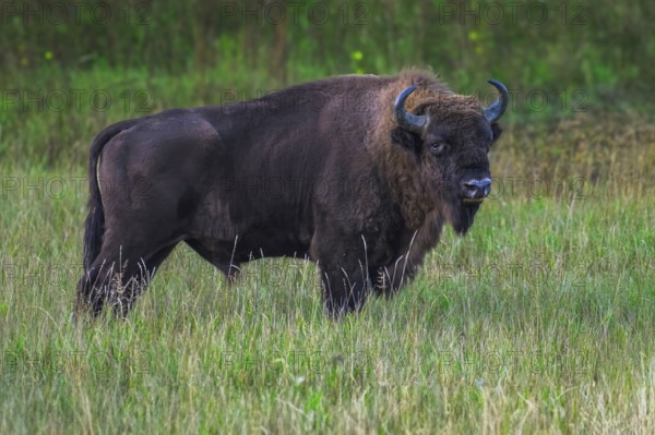 European bison (Bison bonasus) in a clearing in the Bialowieza Forest, Poland, Europe