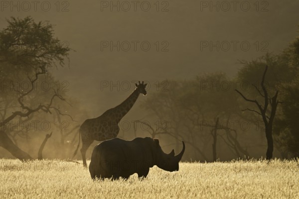 A giraffe (Giraffa camelopardalis giraffa) and a white rhinoceros (Ceratotherium simum) backlit by