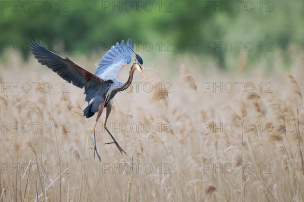 Purple heron (Ardea purpurea) in flight, Baden-Württemberg, Germany, Europe