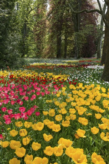 Park and flower meadow with colourful tulips, Mainau Island, Lake Constance, Baden-Württemberg,