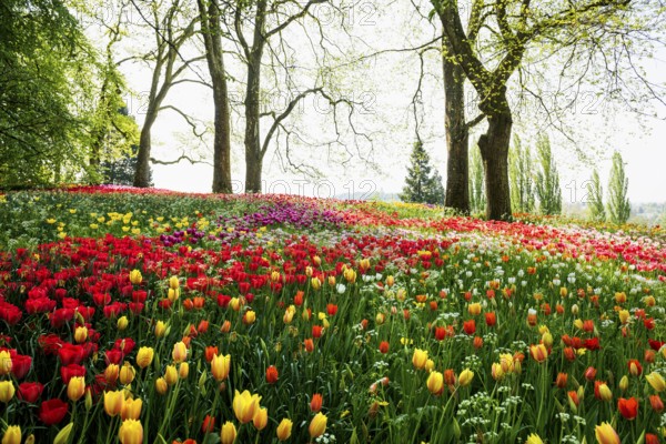 Park and flower meadow with colourful tulips, Mainau Island, Lake Constance, Baden-Württemberg,