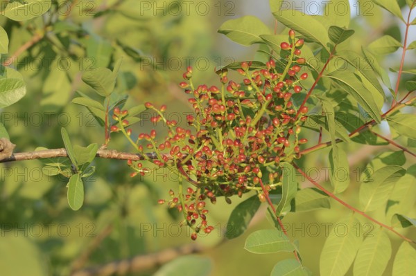 Turpentine pistachio or terebinth (Pistacia terebinthus), twig with leaves and unripe fruit,