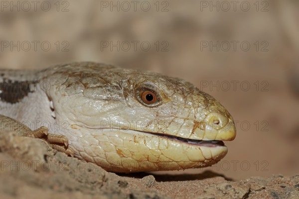 Common blue-tongued skink (Tiliqua scincoides), captive, occurring in Australia