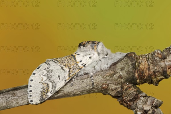 Sallow kitten moth (Furcula furcula), North Rhine-Westphalia, Germany, Europe