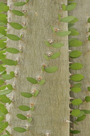 Madagascar Ocotillo (Alluaudia procera), trunk with thorns and leaves, native to Madagascar