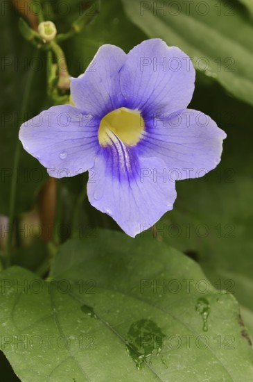 Bengal clockvine (Thunbergia grandiflora), flower, ornamental plant, native to Asia