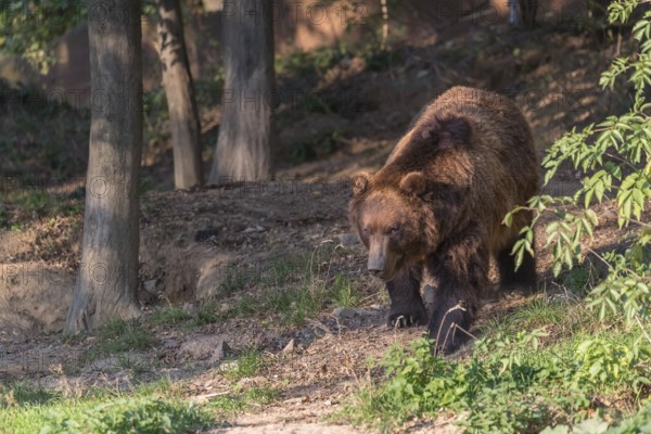 One Kamchatka brown bear (Ursus arctos piscator), walking in a forest. Some green vegetation in the