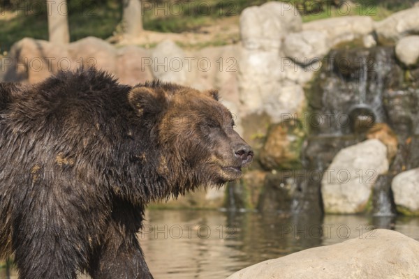 One Kamchatka brown bear (Ursus arctos piscator), standing in a pond with a small cascade in the