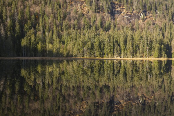 Lake Großer Arbersee in autumn. The surrounding forest is reflected in the mirror like surface of
