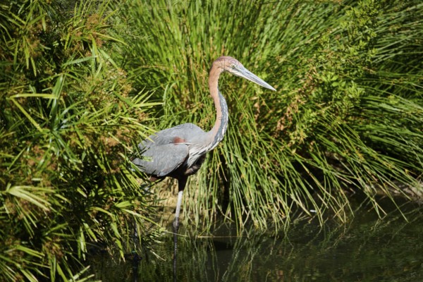 Goliath Heron (Ardea goliath), standing in the water, hunting, captive, distribution Africa