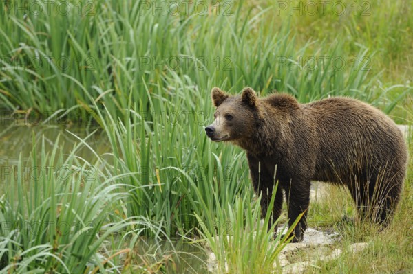 A bear stands calmly on the bank of a small body of water, Eurasian brown bear (Ursus arctos