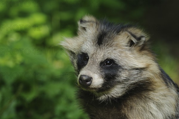Close-up of a raccoon dog with bushy fur in the greenery, raccoon dog (Nyctereutes procyonoides),
