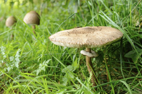A mushroom grows in the middle of green meadow and grass, surrounded by natural forest atmosphere,