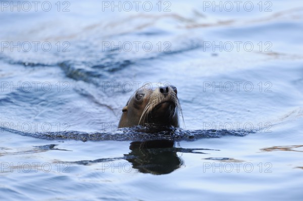 A sea lion swims through the blue water and leaves a trail, California sea lion (Zalophus