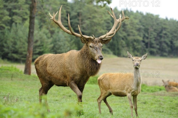 A stag with outstretched tongue and impressive antlers stands next to a doe in a meadow, red deer
