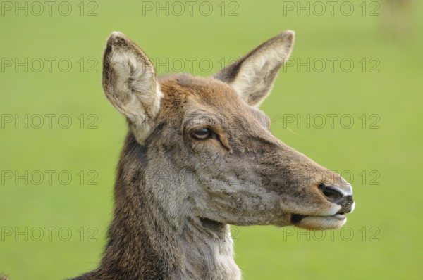 Side view of deer head focussing on ears and fur structures, red deer (Cervus elaphus), Bavaria