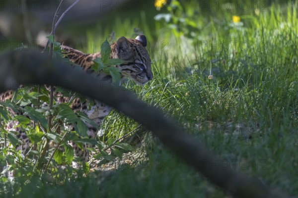 One Ocelot, Leopardus pardalis, walking on green grass with green vegetation in the background
