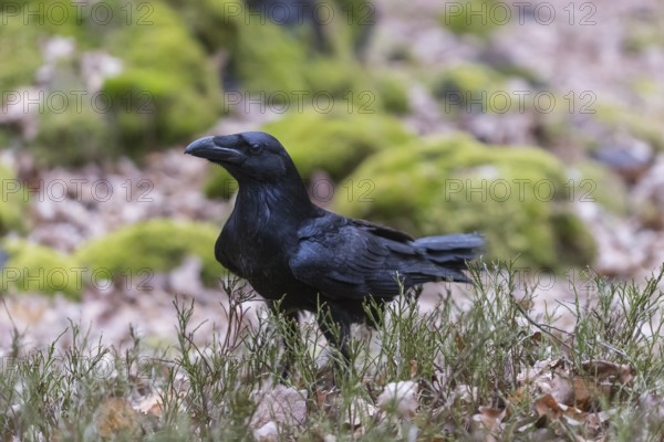 One common raven (Corvus corax), sitting on a green mossy rock with some vegetation in the