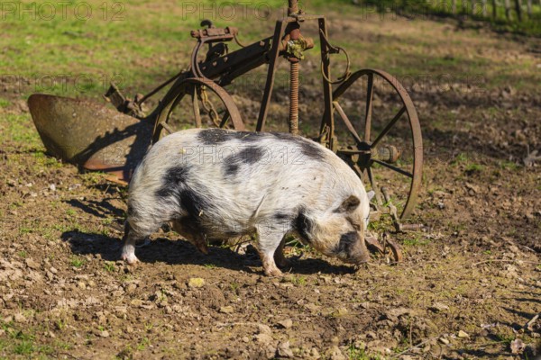 One Minipig, Sus scrofa domesticus, stands in a meadow, searching for food