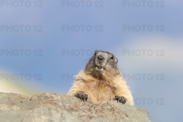 One Alpine Marmots, Marmota marmota, resting on a rock in early morning light. Blue mountains in