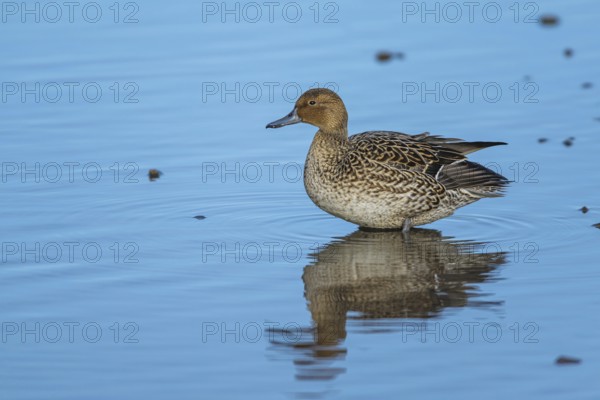 Northern Pintail, Anas acuta, female on winter marshes