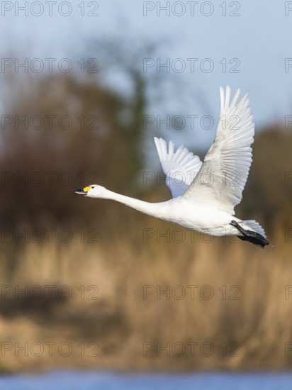 Tundra Swan, Bewick's Swan, Cygnus columbianus in flight at winter in Slimbridge, England, United