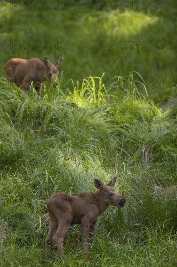 Two baby moose or elk, Alces alces, (19 days old, born May 8, 2020) walking through tall fresh