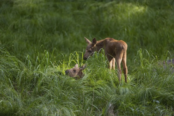 Fraternal love. Two baby moose or elk, Alces alces, (19 days old, born May 8, 2020 on a meadow with