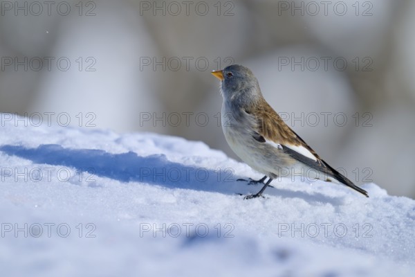 Snowfinch (Montifringilla nivalis), standing sideways on snow, the landscape is snow-covered, Gemmi