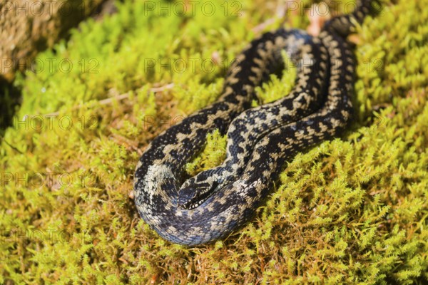 One Vipera berus, the common European adder or common European viper, rests on moss in bright