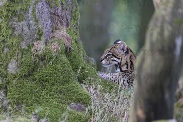 One female Ocelot, Leopardus pardalis, headshot portrait between two mossy trees