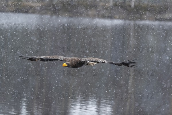 One young Steller's sea eagle (Haliaeetus pelagicus) flying over a lake while snow is falling. A