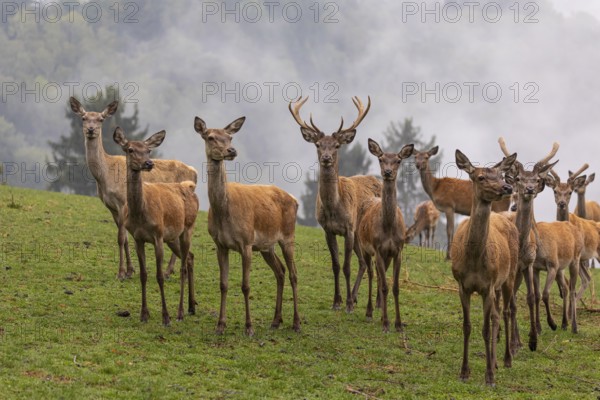 A herd of red deer (Cervus elaphus) standing on a meadow, with dense fog in the background