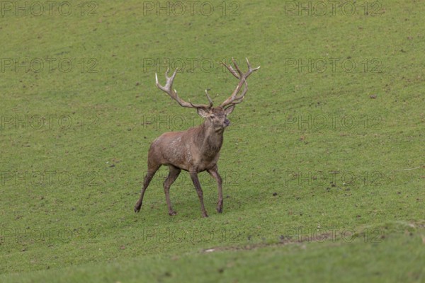 One Red Deer stag (Cervus elaphus) at the rutting season chasing away a young rival