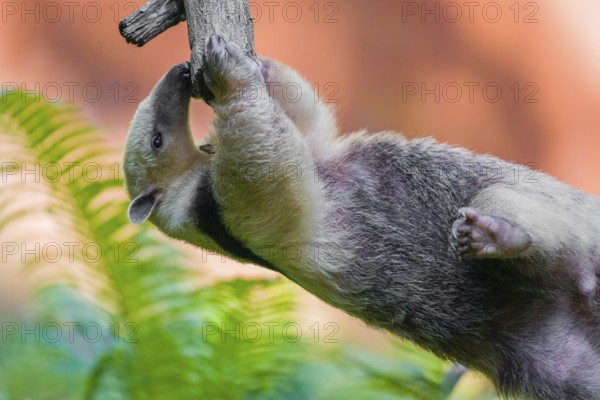 One southern tamandua (Tamandua tetradactyla), climbs in an artistic way in a tree in a forest