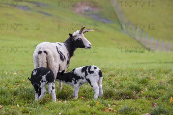 A female Jacob sheep (Ovis ammon F. aries) with two lambs