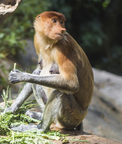 Proboscis monkey in a zoo in Malaysia