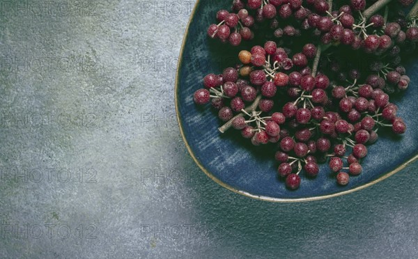 Shtoshi berry, Shepherd's pie, a hybrid of sea buckthorn and barberry, top view, no people