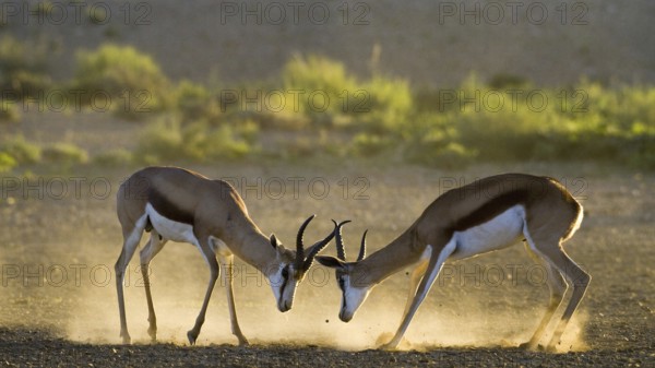 Springbok (Antidorcas marsupialis) scuffling in first light Kalahari South Africa