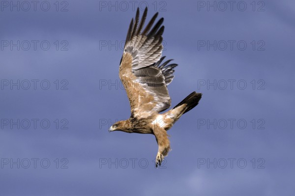 Predatory eagle (Aquila rapax) flying in the Kalahari South Africa